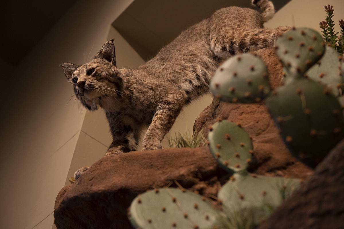 DreamWeek SA- Briscoe Museum Highlights